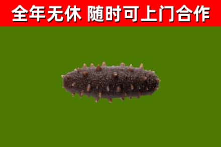 闽侯县回收海参干